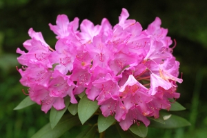 Rhododendron (Azalea)  'English Roseum' 